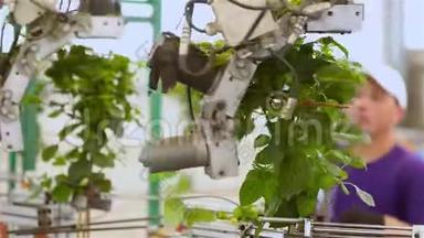 自动修剪叶片，销售前自动修剪植物，在温室中输送，在一条自动线上输送